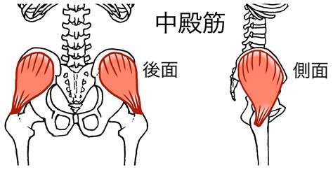 臀部肉|【ケツトレ】大臀筋に効果的な筋トレ集。お尻の筋肉。